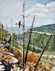 Hawk in a Tree Bird Print Art DIGITAL DOWNLOAD Print at Home Wall Zen Soothing