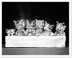 Kittens Cats Wearing Clothes Having A Tea Party Silver Halide Photo