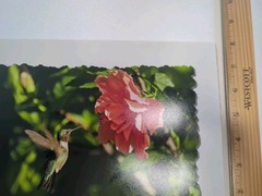 Hummingbird Pro Lab Frame Ready 8×10 Print By Mark J. Harlow 100 Year Archival