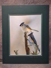 Bird Photography Two Tufted Titmouse Original Colored Print Nature Ted Ellis