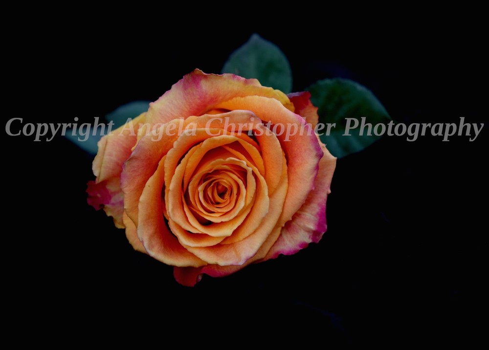 Original ACEO photo fine art print 2.5 x 3.5 inches ORANGE & PINK ROSE flower