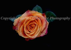 Original ACEO photo fine art print 2.5 x 3.5 inches ORANGE & PINK ROSE flower