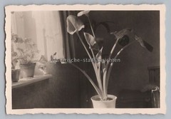 Stillleben Pflanze Calla Zimmerpflanze Wohnung Fenster – Altes Foto 1950er