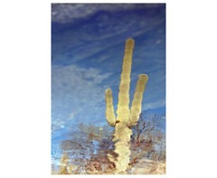 Framed Photography Print of Abstract Arizona Desert Saguaro Cactus in Reflection