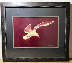 Thomas Mangelsen Signed Photo 1978 Seagull Flight LE #494/500 Framed 29″ x 25″