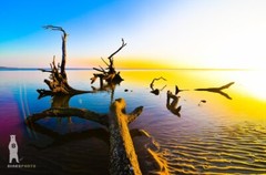 Driftwood Beach Décor Art Prints – Big Talbot Island, Boneyard Beach, Florida
