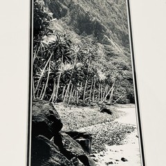 Framed Art Photograph M. Roberts “Wild Palms” Black & White 18.5” X 10.5” Signed
