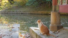 1$ Digital Image Wallpaper – Korea Cats Series: Feline Zen the Mountain Pavilion