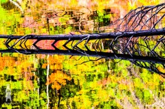 Nature Reflected in Water – Abstract Fine Art Nature Photography by Bear8Photo