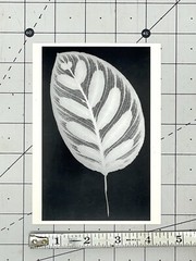 Amanda Means (b. 1945) Leaf #12, 1990 Art Photo Print Card