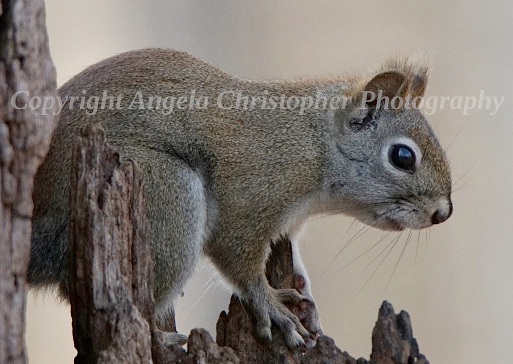 Original ACEO photo fine art print 2.5×3.5″ CLOSEUP OF AN AMERICAN RED SQUIRREL