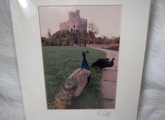 MATTED PHOTO OF PEACOCKS AT NORMAN KEEP CASTLE IN WALES SIGNED 4.75″ x 6.75″