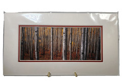 Gary Crandall Photography Aspen Army Print Fall Colors Trees Matted No Frame