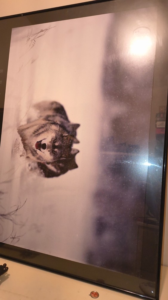 wolf picture framed