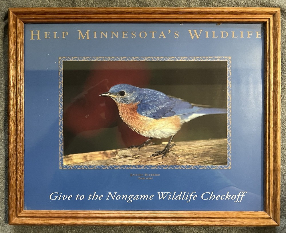 Eastern Bluebird (Sialia sialis) Framed Photo for Helping Minnesota’s Wildlife