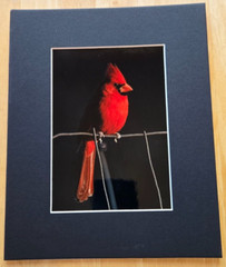 Cardinal Bird 5″ X 7″ Unsigned Photograph on 8″ X 10″ Black Cardboard Frame