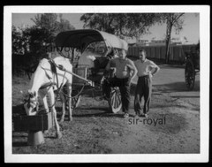 Lahore in Pakistan 1959 – Horse with Carriage – 1950s – Photo 9x7cm