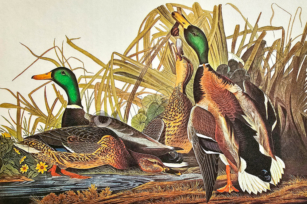 Mallard Duck Audubon Bird Art DIGITAL DOWNLOAD Print at Home Wall Décor