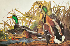 Mallard Duck Audubon Bird Art DIGITAL DOWNLOAD Print at Home Wall Décor