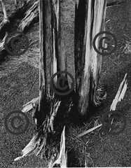 Book Plate Ansel Adams B/W 4-1/2 X 5-5/8″ Dead trees, Sunset Crater NP AZ 1947