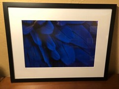 Art Photography Macro Large Digital Format Linda Jane Limited Mat/Framed Stellar
