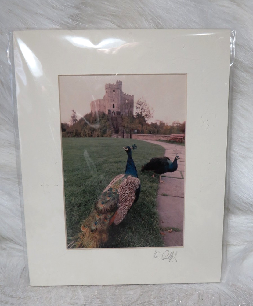 MATTED PHOTO OF PEACOCKS AT NORMAN KEEP CASTLE IN WALES SIGNED 4.75″ x 6.75″