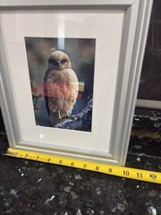 Jack Jeffrey Framed Signed Photograph ʻIo Endangered Hawaiian Hawk Wildlife