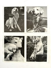 Pair of Bruce Weber Original SIGNED Cards Photographs 2016 & 2019 Dogs Rare