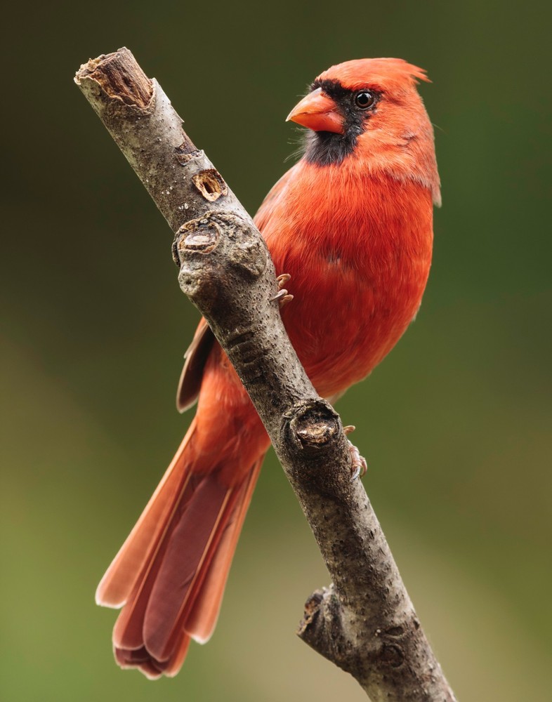Northern Cardinal Bird 11×14 Photograph Print 11″x14″ #3