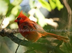 Original ACEO photo fine art print 2.5 x 3.5 inches CARDINAL IN TREE red bird