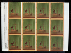 Nitin Vadukul Project 161 Negatives BASELINE Magazine Kodak 160VC Chicken