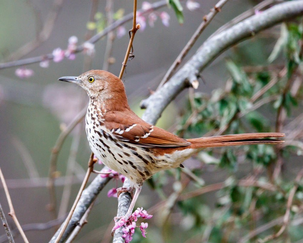 Brown Thrasher 8×10 8″x10″ Photograph Print