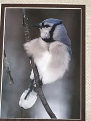 Original Photography of Birds Signed Greg Ledermann Cardinal Blue Jay Goldfinch