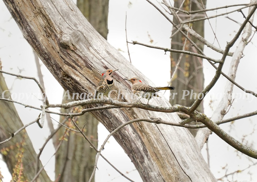 Original ACEO photo fine art print 2.5×3.5″ PAIR OF NORTHERN FLICKERS woodpecker