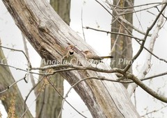 Original ACEO photo fine art print 2.5×3.5″ PAIR OF NORTHERN FLICKERS woodpecker