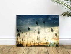 Blooming Cattails Willows Silhouette Sunset Beige Gold Blue Abstract Art Photo