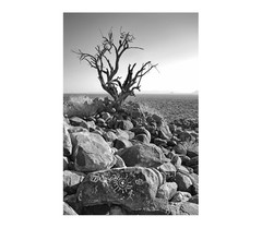 Photograph of Southwestern Desert in Black and White with Formal Metal Frame