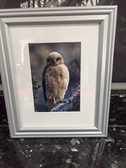 Jack Jeffrey Framed Signed Photograph ʻIo Endangered Hawaiian Hawk Wildlife