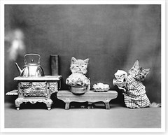 Kittens Cats Washing Dishes Harry Whittier Frees Silver Halide Photo