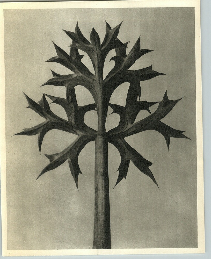 1942 Original BOTANICAL Mediterranean Sea Holly Flower Photo Art KARL BLOSSFELDT