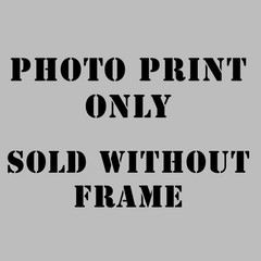 8×10 Fine Art Photography Print Snow Leopard Mountain Wildlife Nature Wall Art
