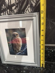 Jack Jeffrey Framed Signed Photograph ʻIo Endangered Hawaiian Hawk Wildlife