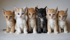 Kitten Baby Cute Cat Modern Wallpaper Picture Background Funny 2025 JPEG