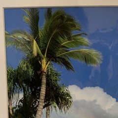 Signed Matted Maui Landscape Photograph Print Showing Rainbow Palm Tree Hawaii