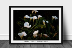 Wild Calla Lilies in Big Sur California Photo Print (Unframed)