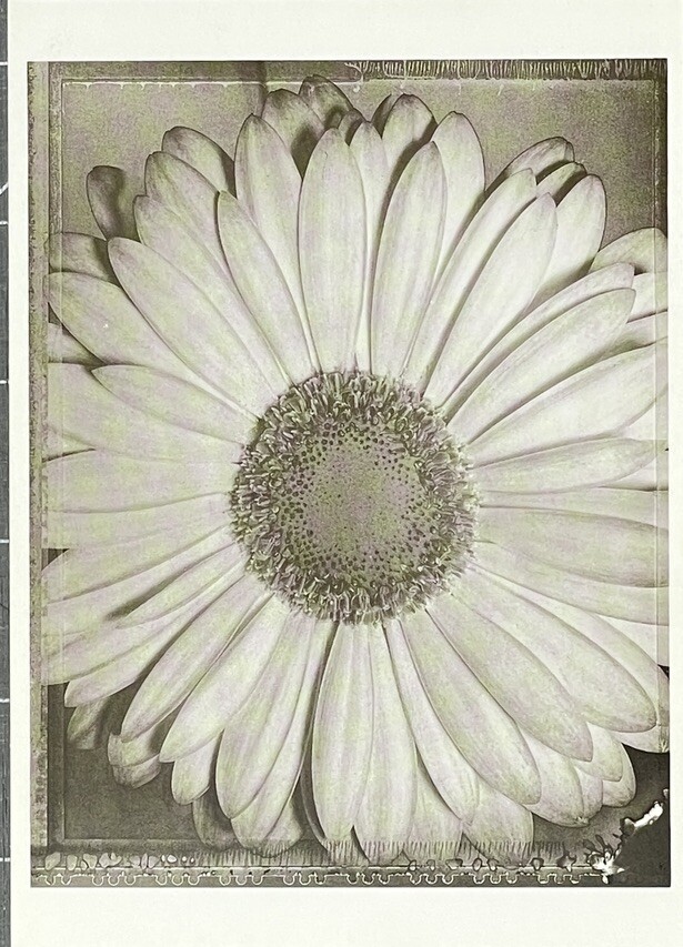 Tom Baril (b. 1952) African Daisy 1996 Fotofolio Art Print Card