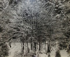 Stephen Gersh Gelatin Silver Print Photograph Trees in Snow Listed Photographer