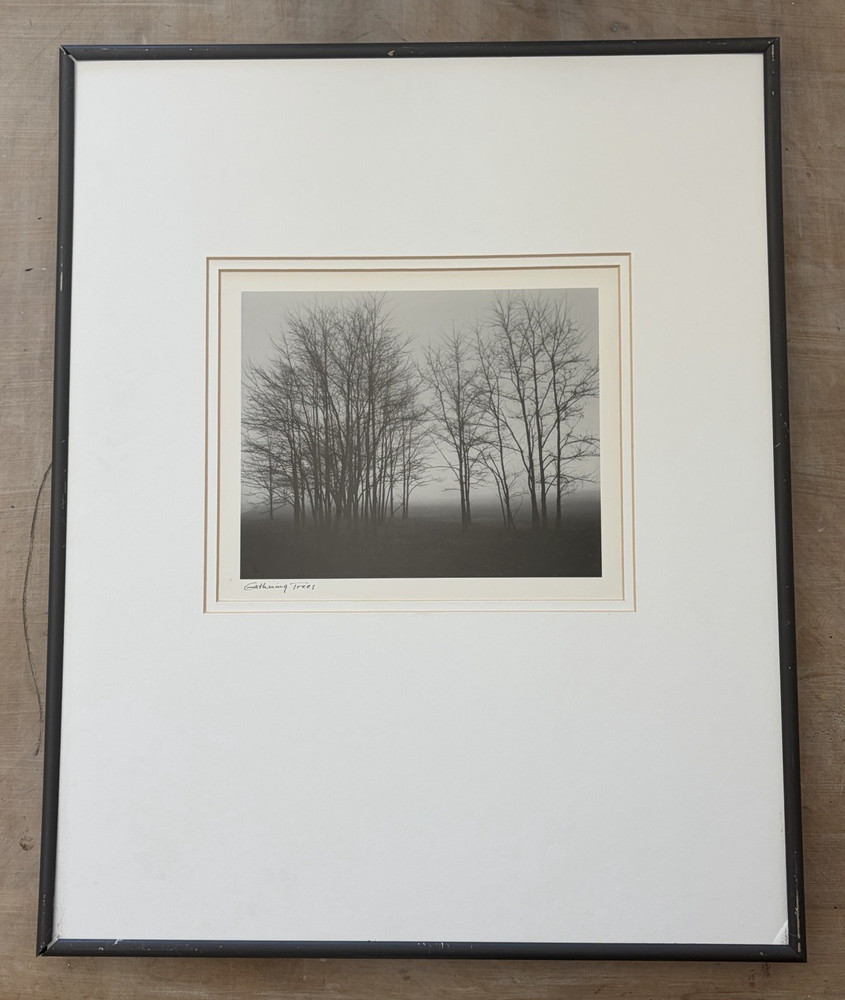 Gathering Trees Black & White by Richard Calvo Photograph Matted & Framed
