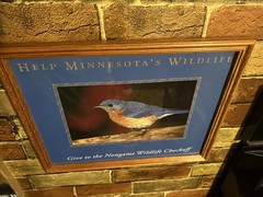 Eastern Bluebird (Sialia sialis) Framed Photo for Helping Minnesota’s Wildlife
