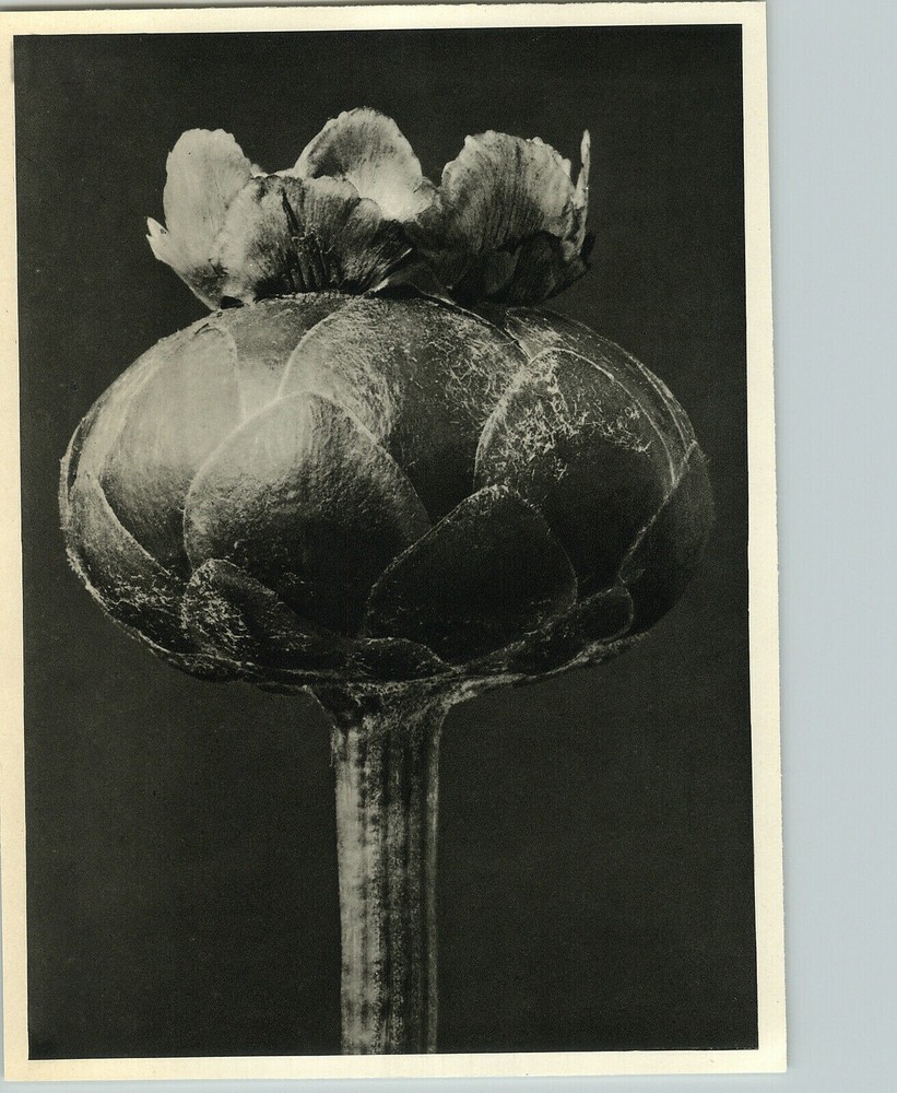 1942 Original BOTANICAL PLANT BACHELOR BUTTON Flower Photo Art KARL BLOSSFELDT